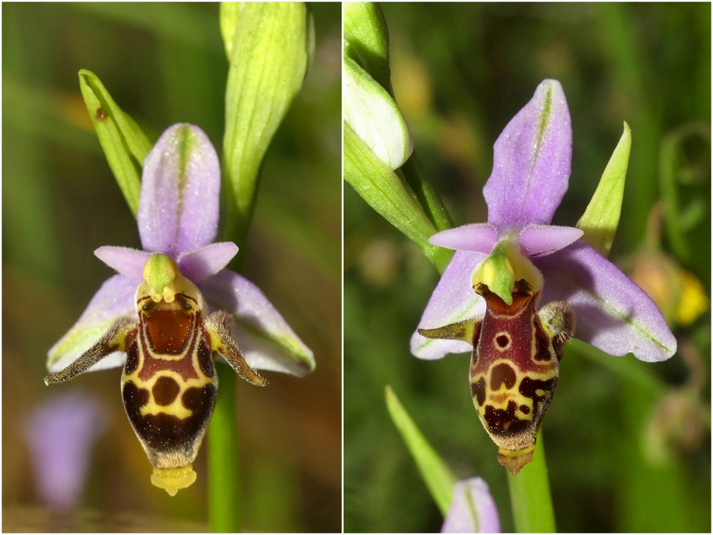 Ophrys tardive e altre orchidee in Epiro - Grecia settentrionale  22_30 maggio 2024.